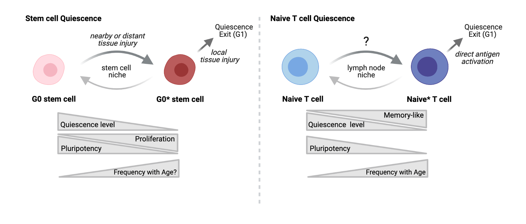 Naïve T Cell Quiescence in Immune Aging